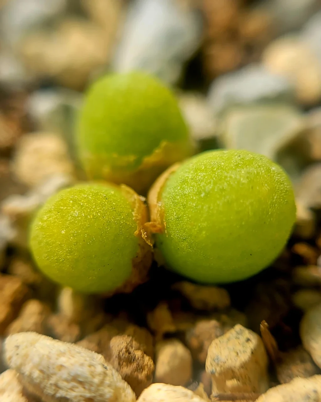Conophytum vanheerdei
