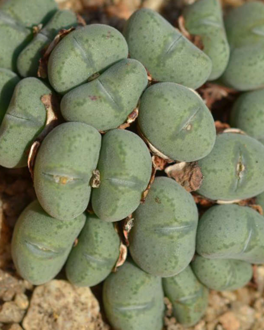 Conophytum velutinum