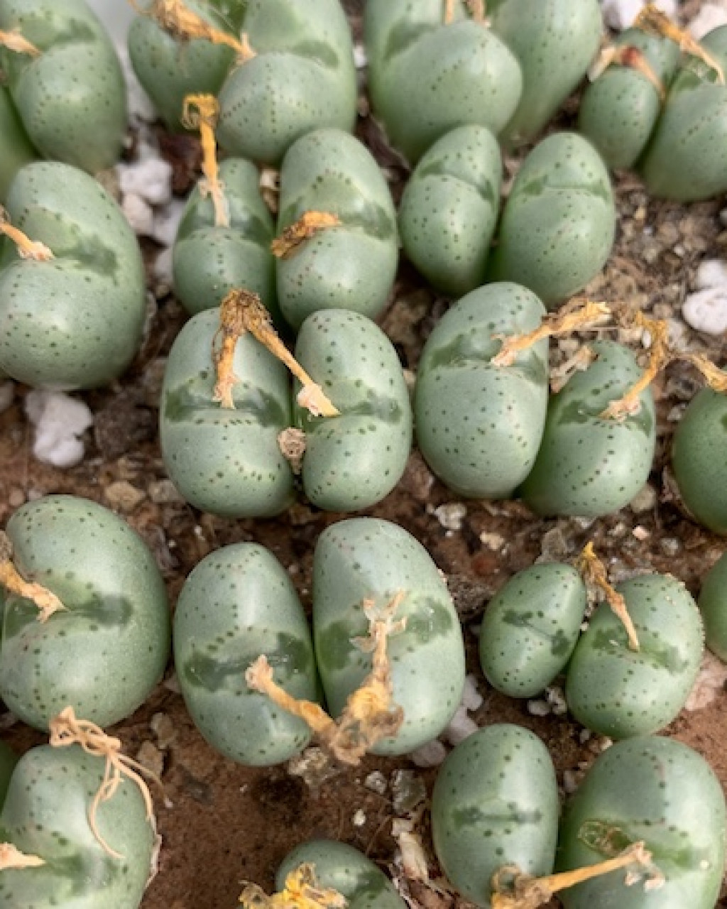 Conophytum violaciflorum