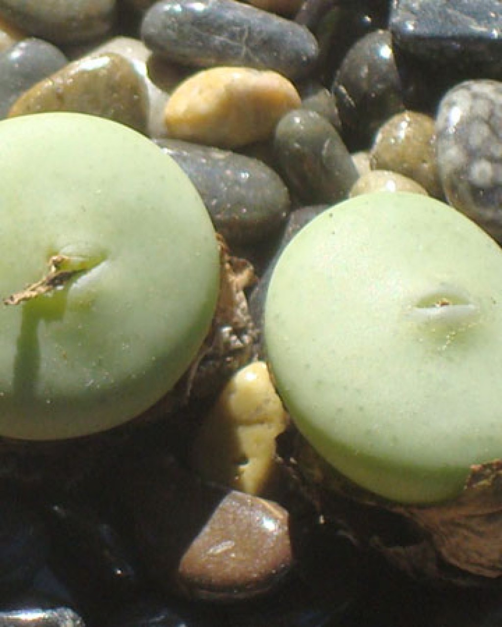 Conophytum Wettsteinii