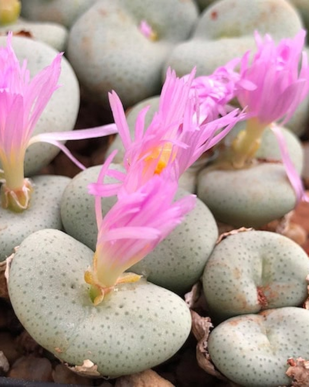 Conophytum wettsteinii
