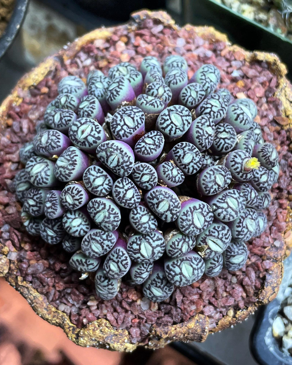 Conophytum wittebergense