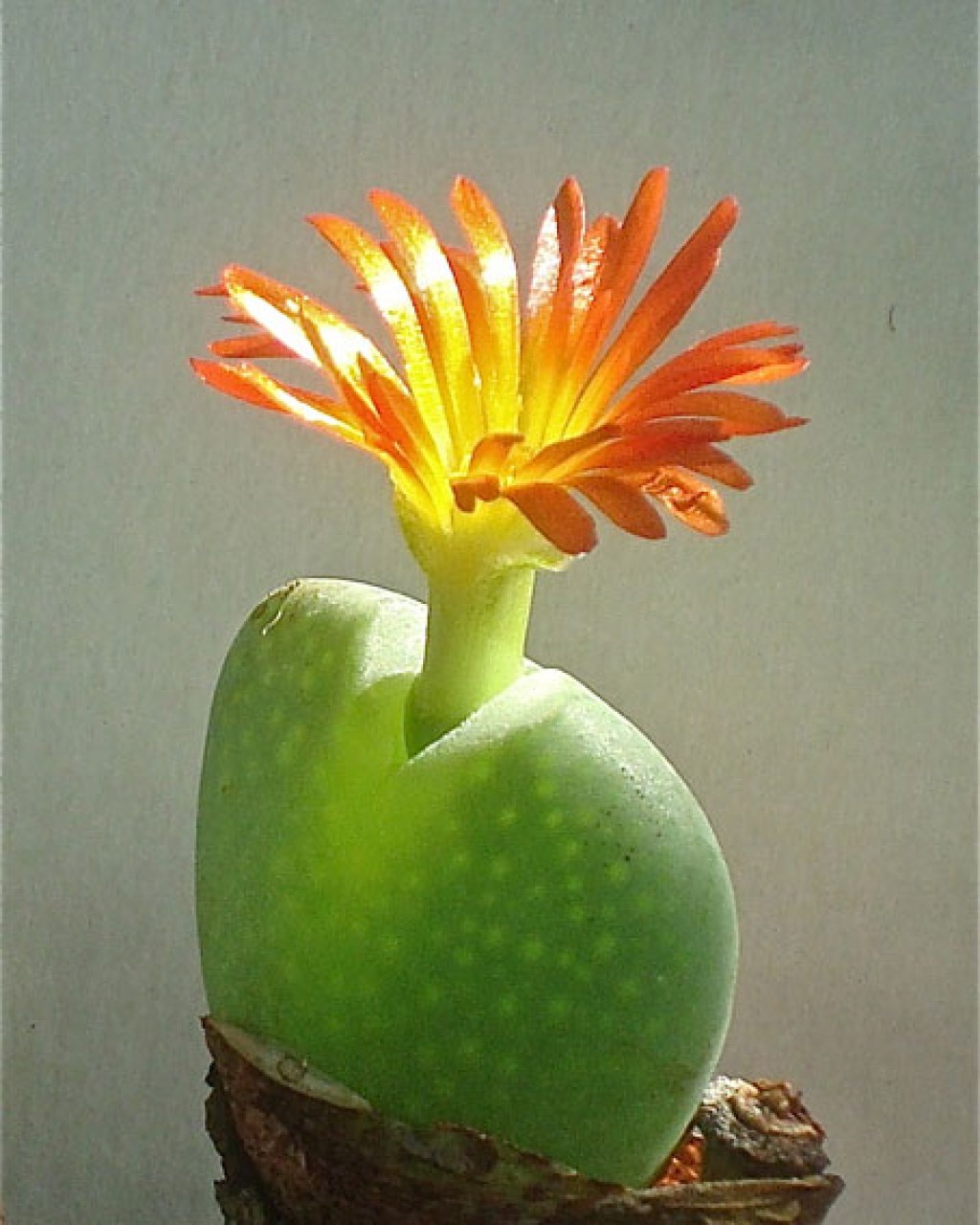 Conophytum X Marnierianum