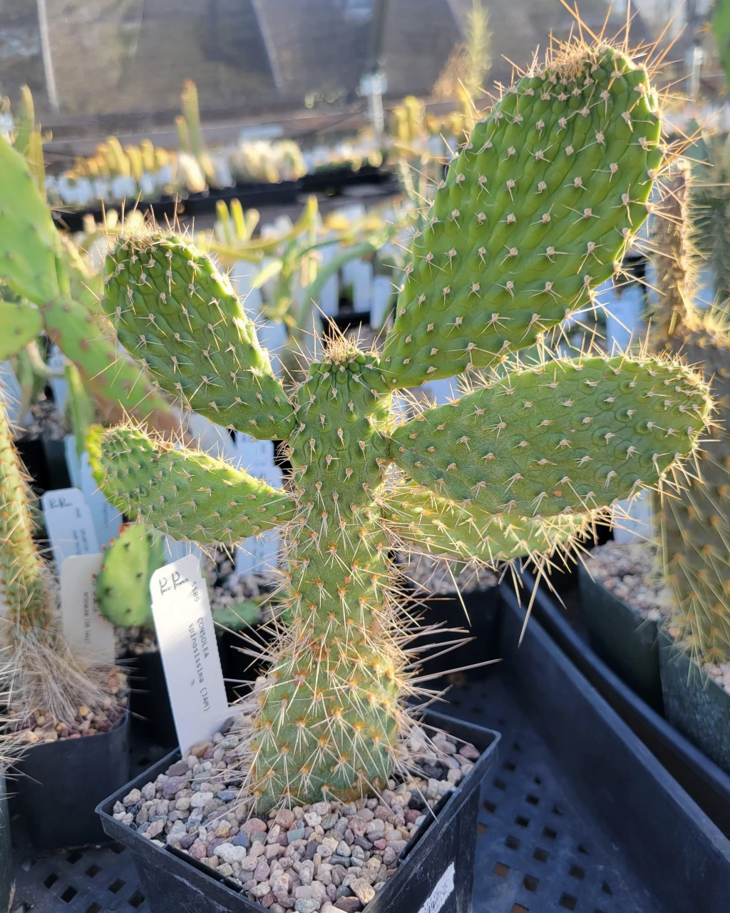 Consolea spinosissima