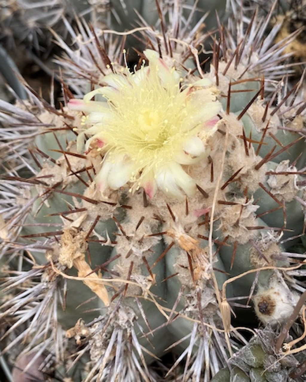 Copiapoa atacamensis