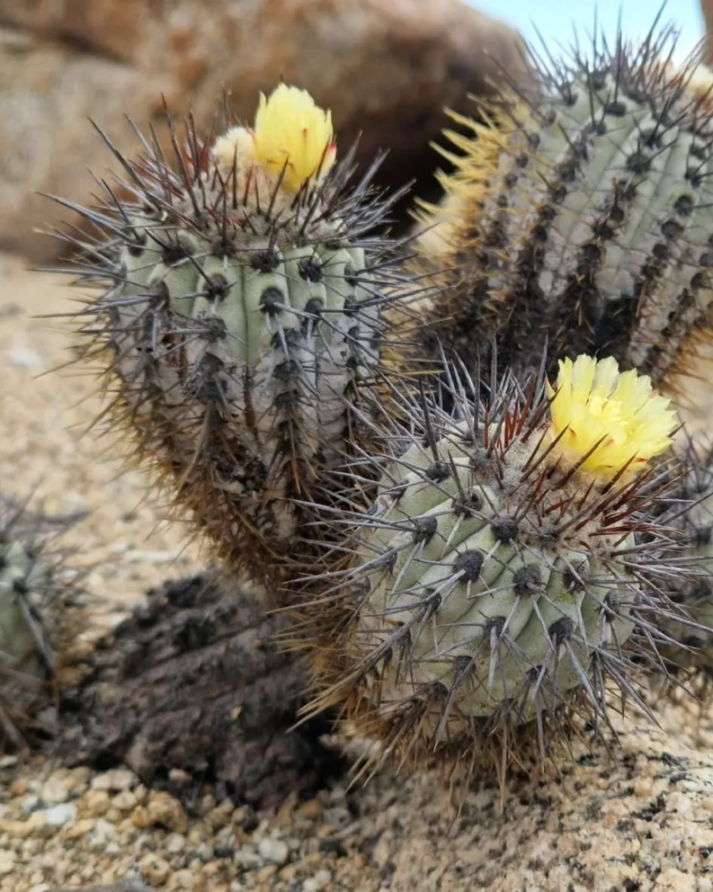 Copiapoa calderana
