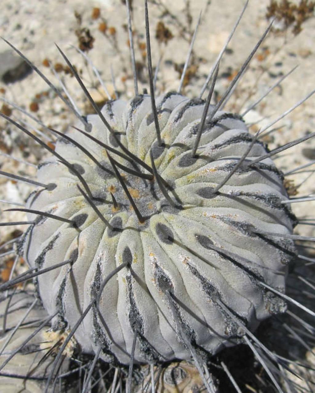 Copiapoa dealbata