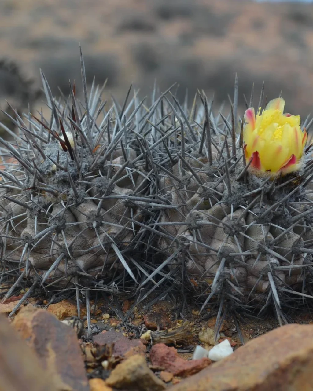 Copiapoa fiedleriana