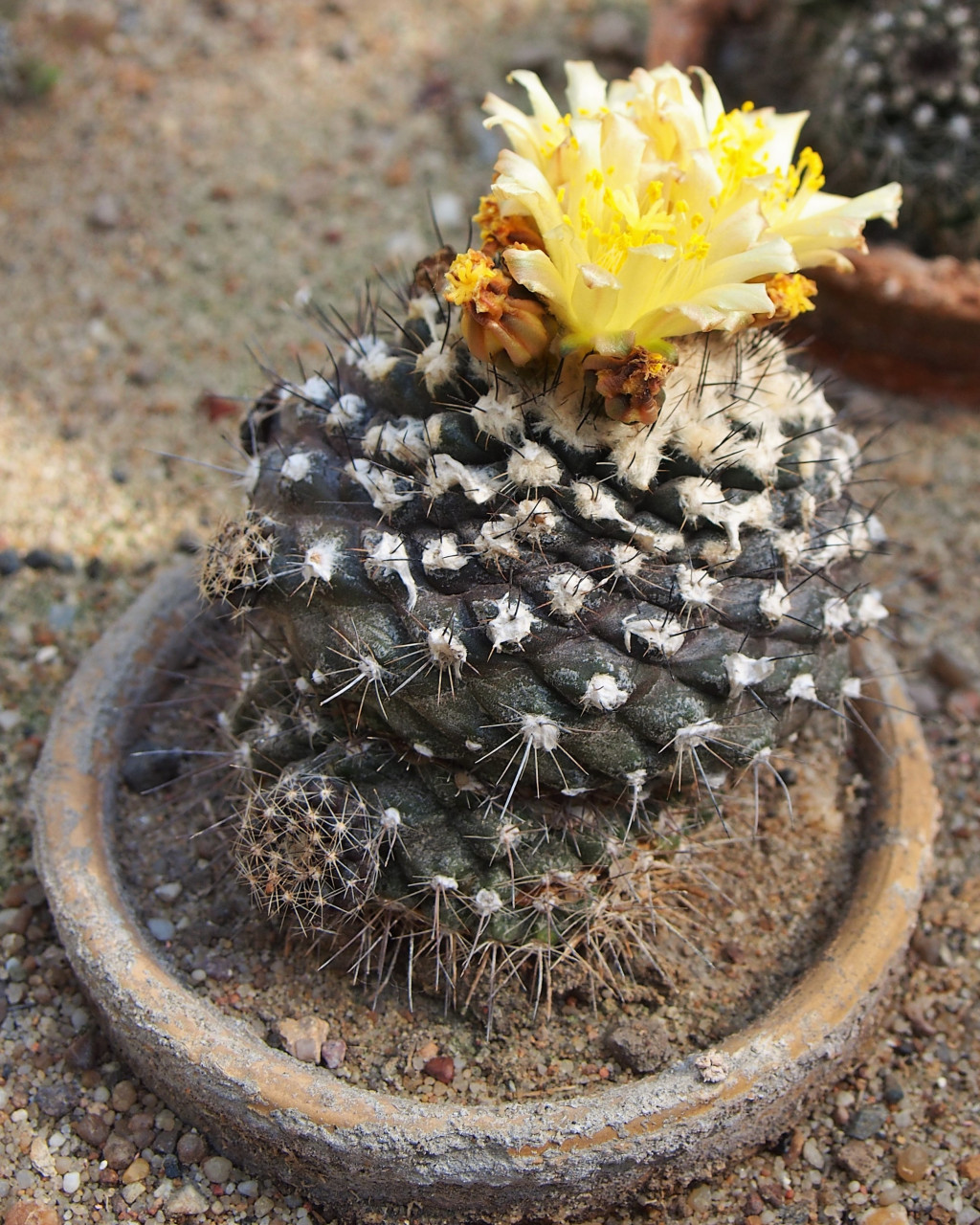 Copiapoa hypogaea