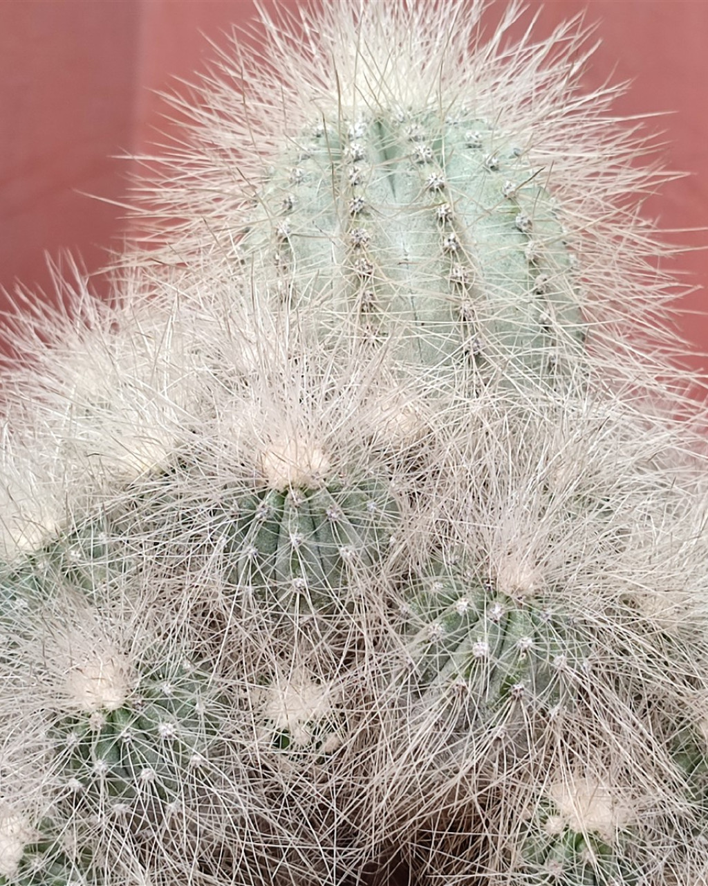 Copiapoa krainziana