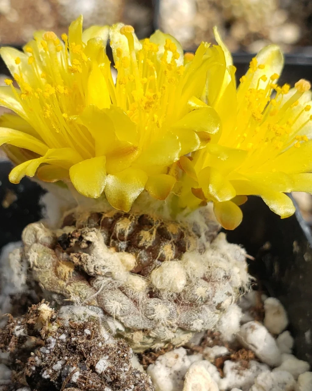 Copiapoa laui