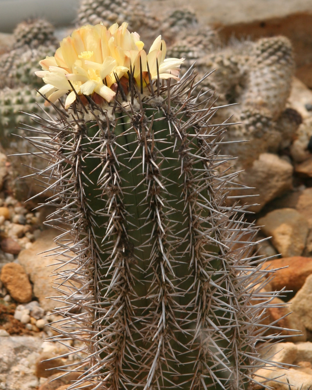 Copiapoa marginata