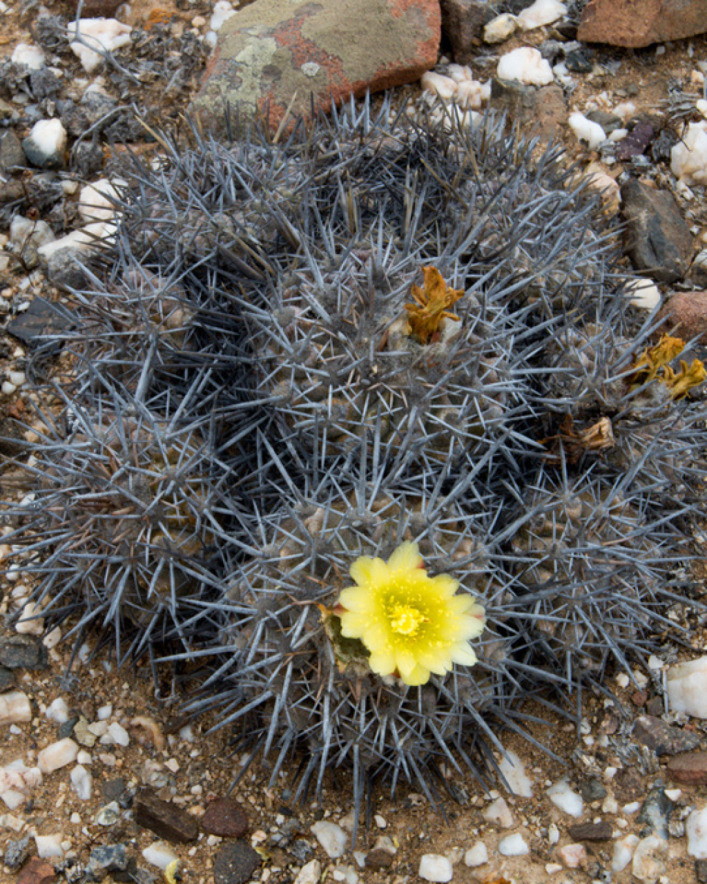 Copiapoa megarhiza