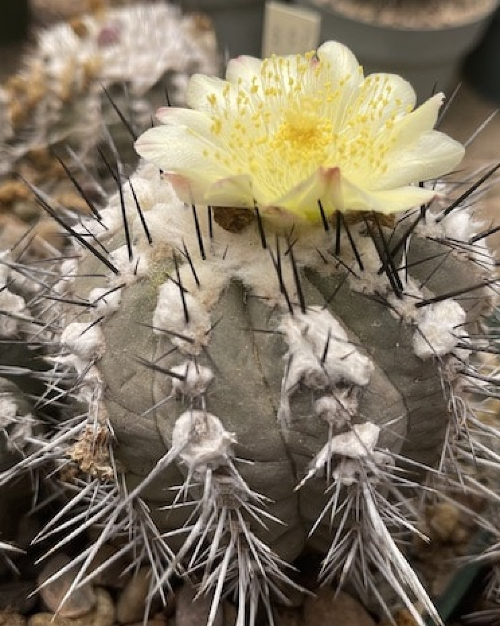 Copiapoa mollicula
