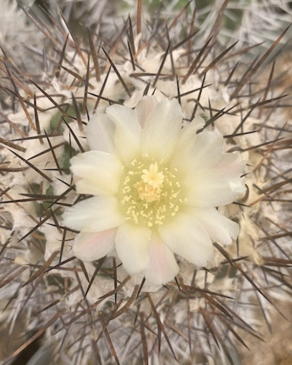 Copiapoa multicolor