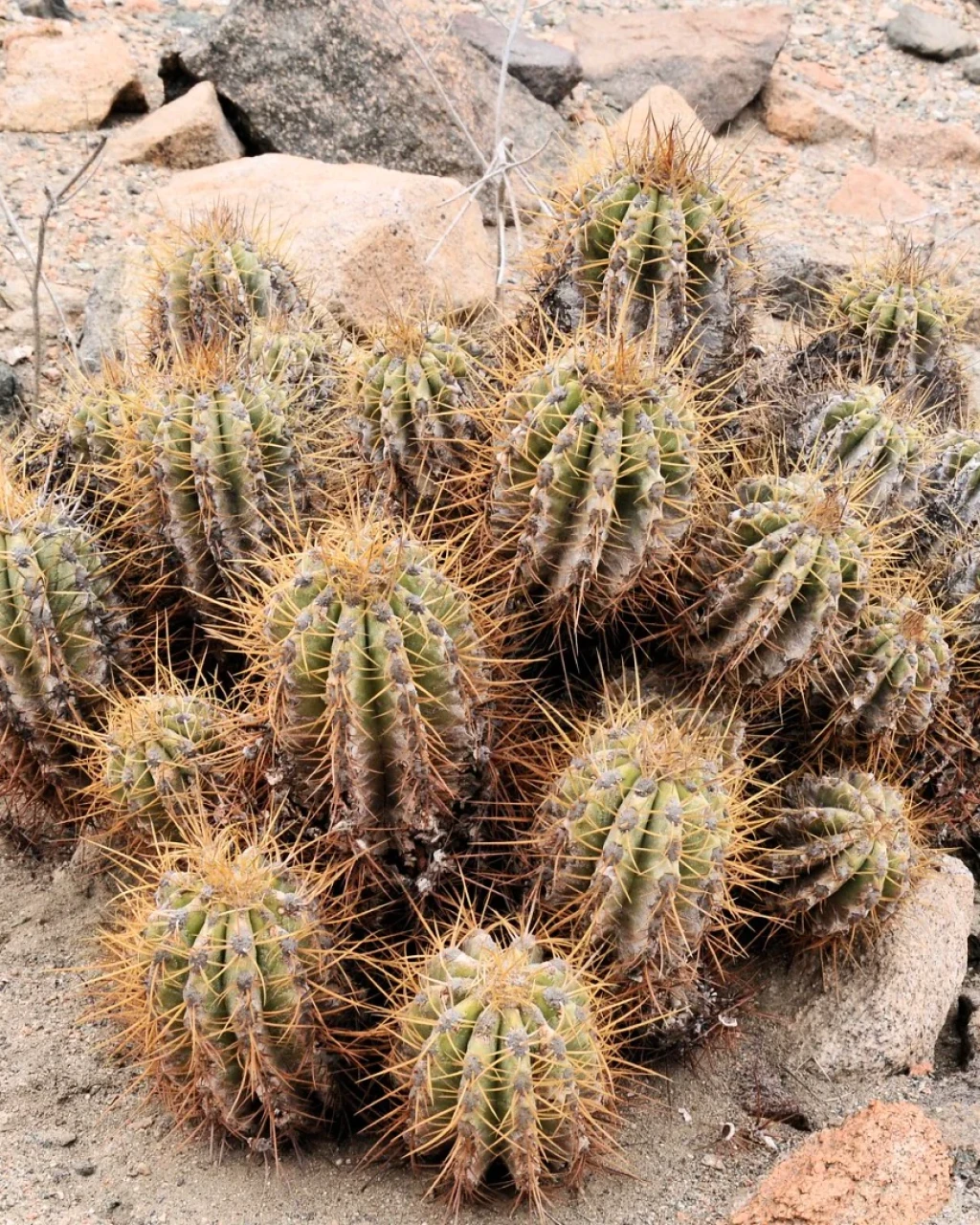 Copiapoa solaris