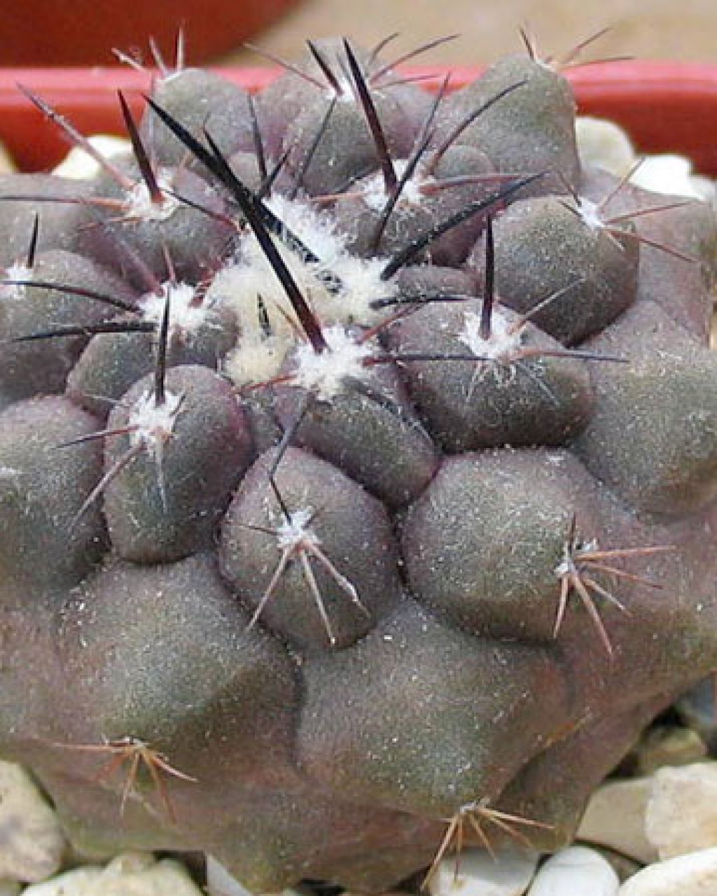 Copiapoa Tocopillana