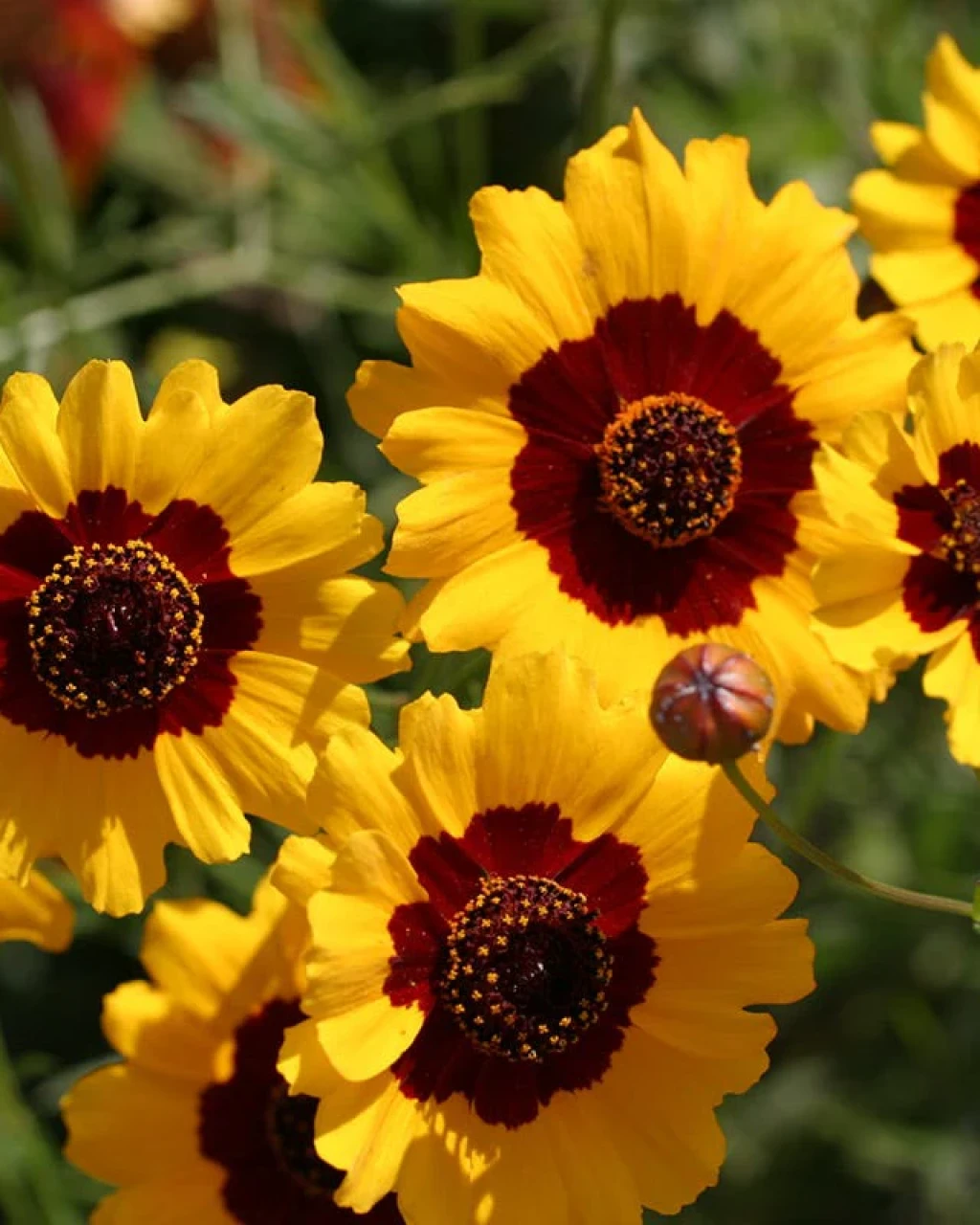 Coreopsis