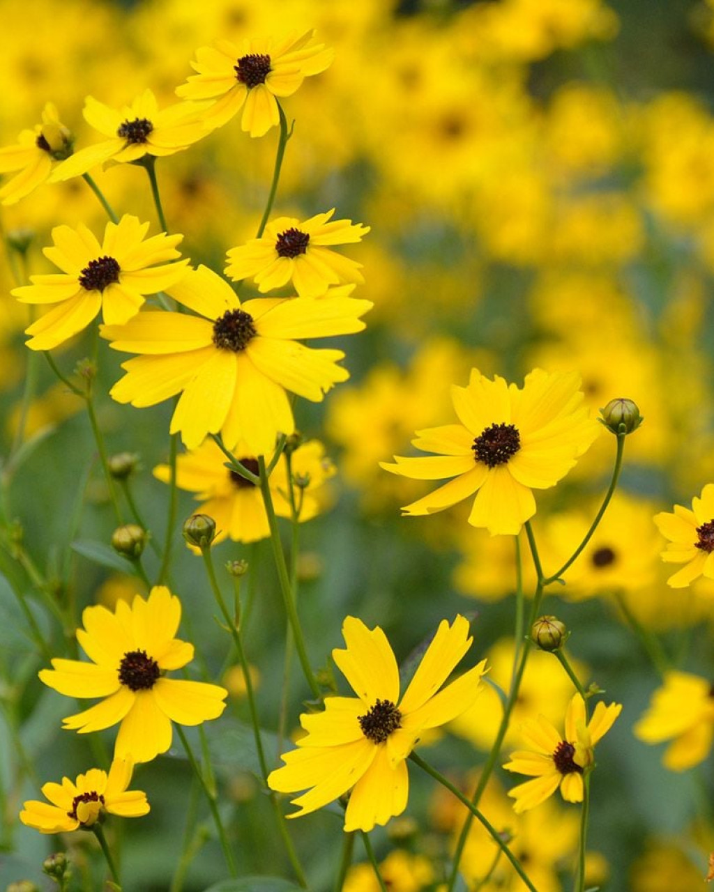 Coreopsis palustris ‘Summer Sunshine’