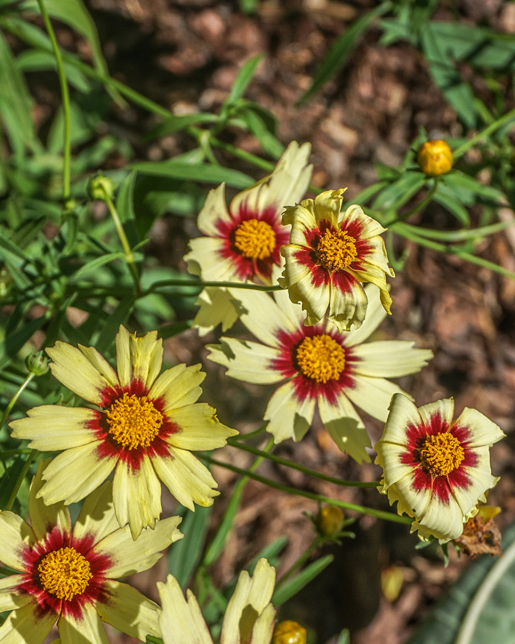 Coreopsis ‘Redshift’