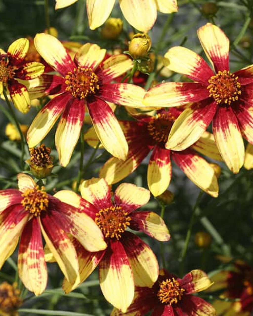 Coreopsis ‘Route 66’