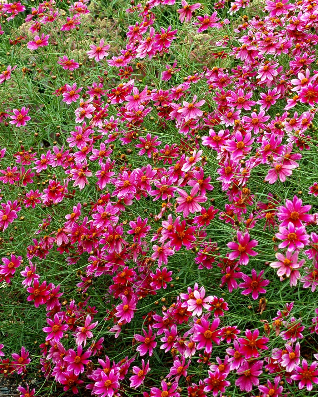 Coreopsis ‘Show Stopper’