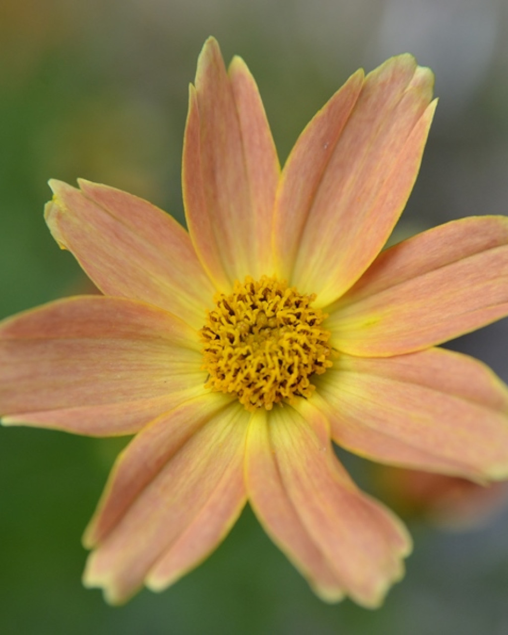 Coreopsis ‘Sienna Sunset’