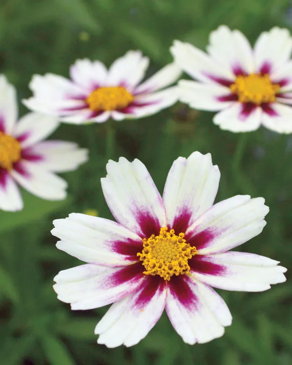 Coreopsis ‘Star Cluster’