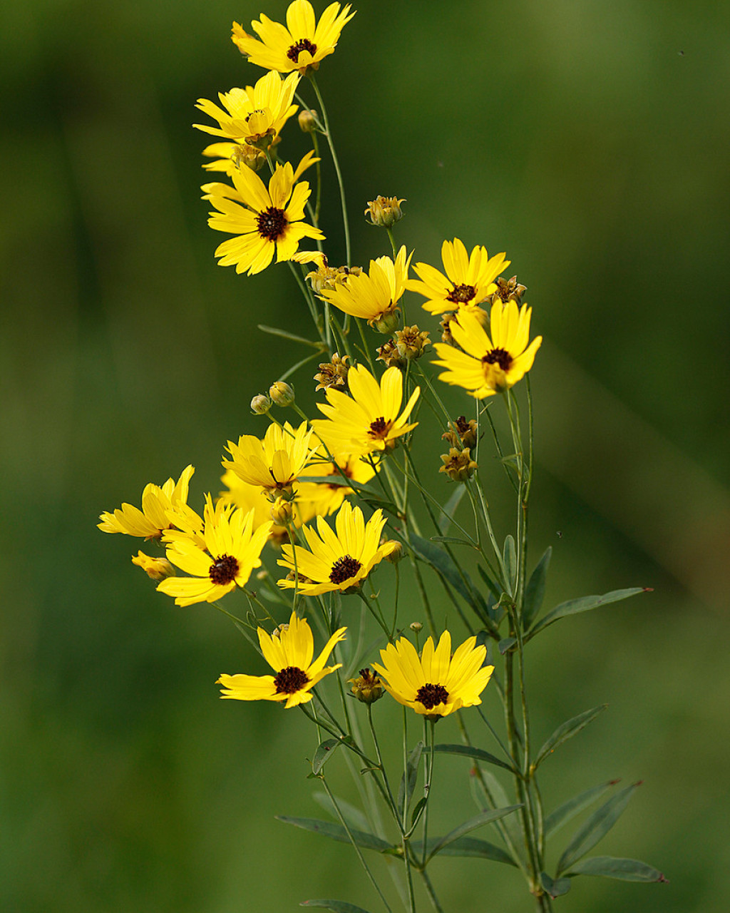 Coreopsis tripteris ‘Flower Tower’