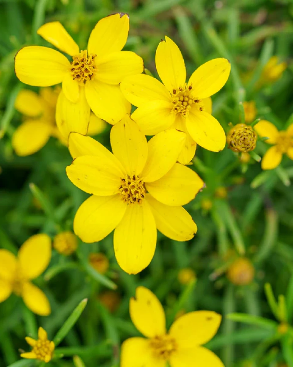 Coreopsis verticillata ‘Zagreb’