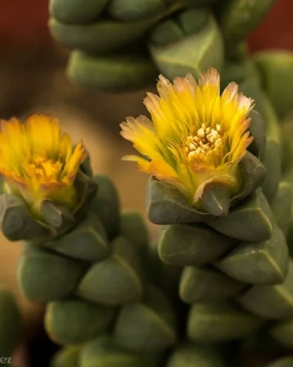 Corpuscularia