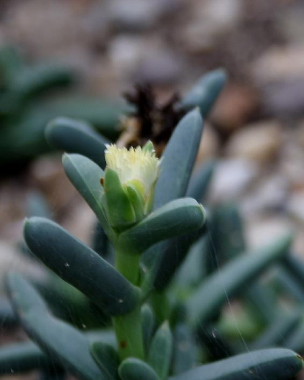 Corpuscularia britteniae