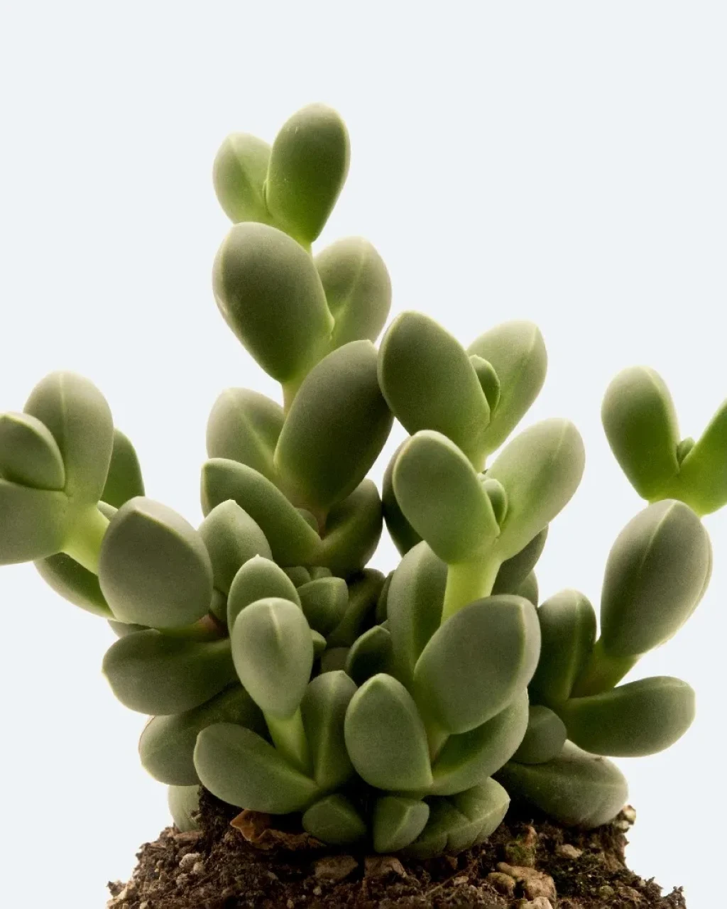 Corpuscularia lehmannii