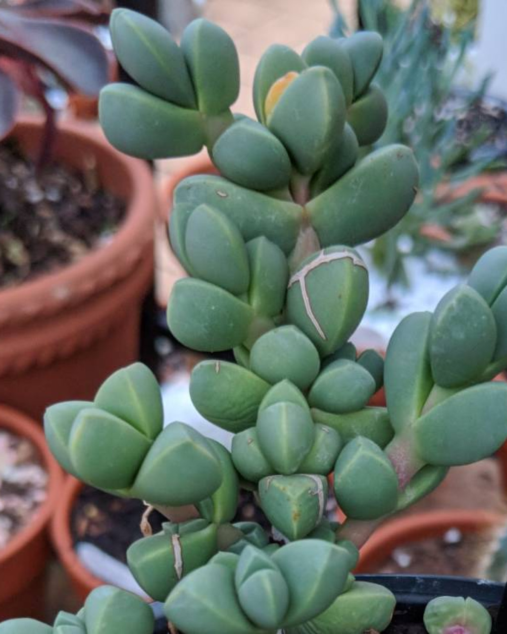 Corpuscularia taylori
