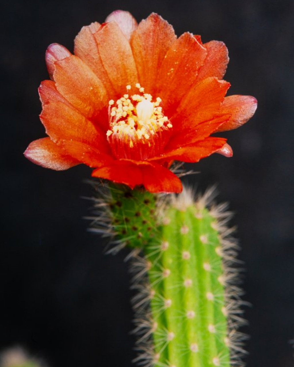 Corryocactus apiciflorus