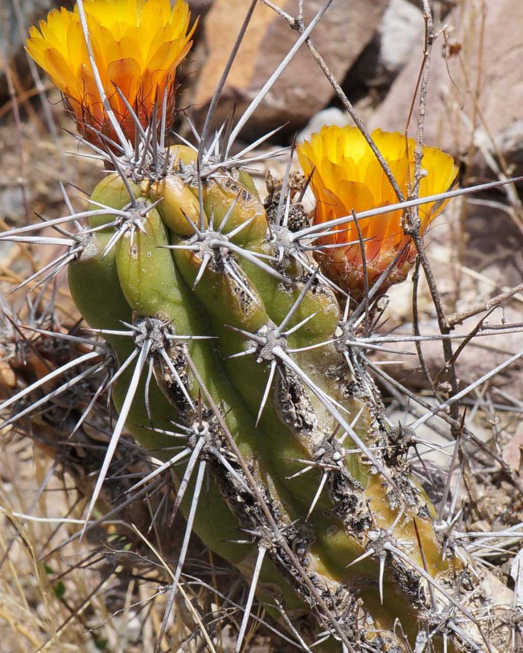 Corryocactus aureus
