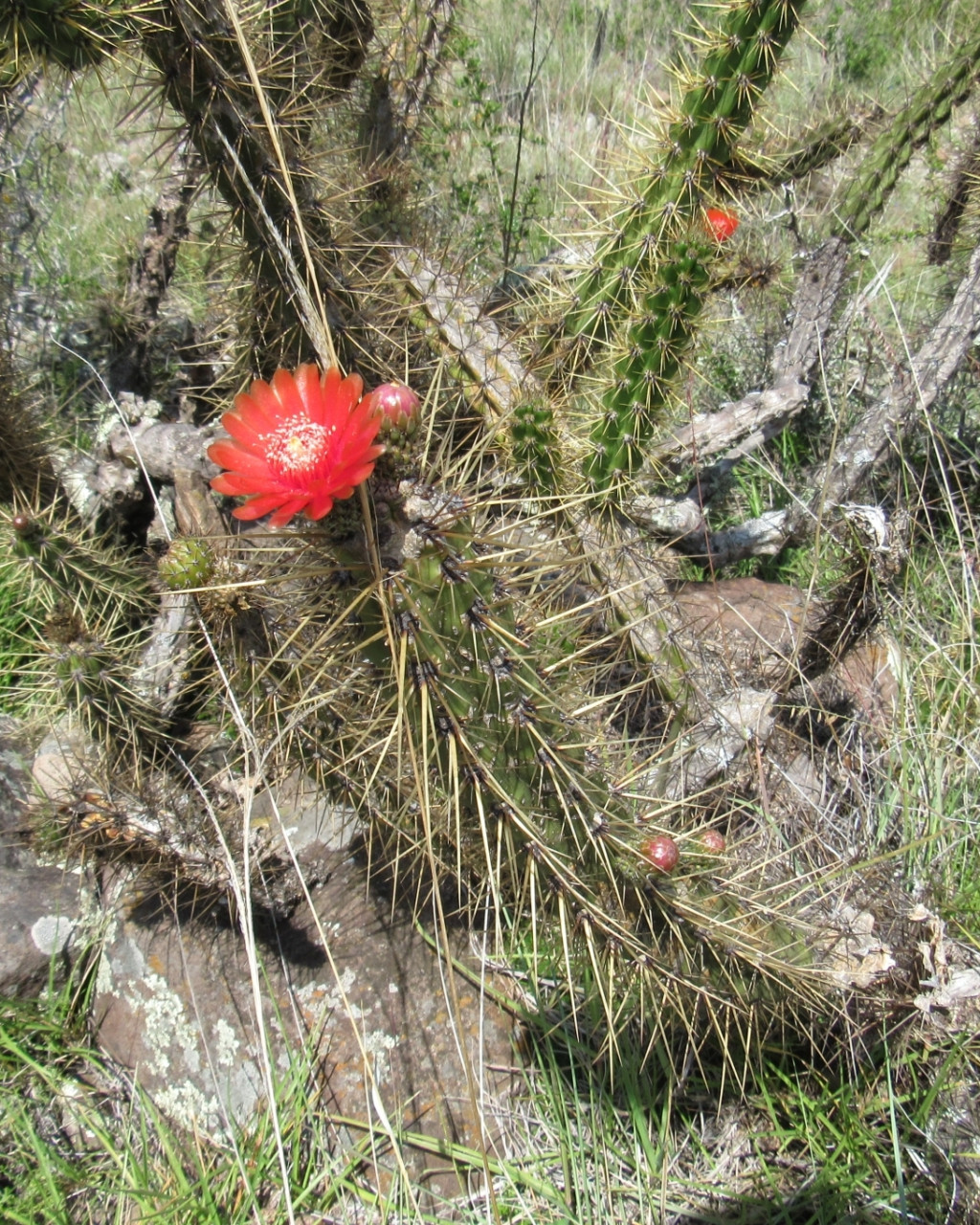 Corryocactus ayacuchoensis