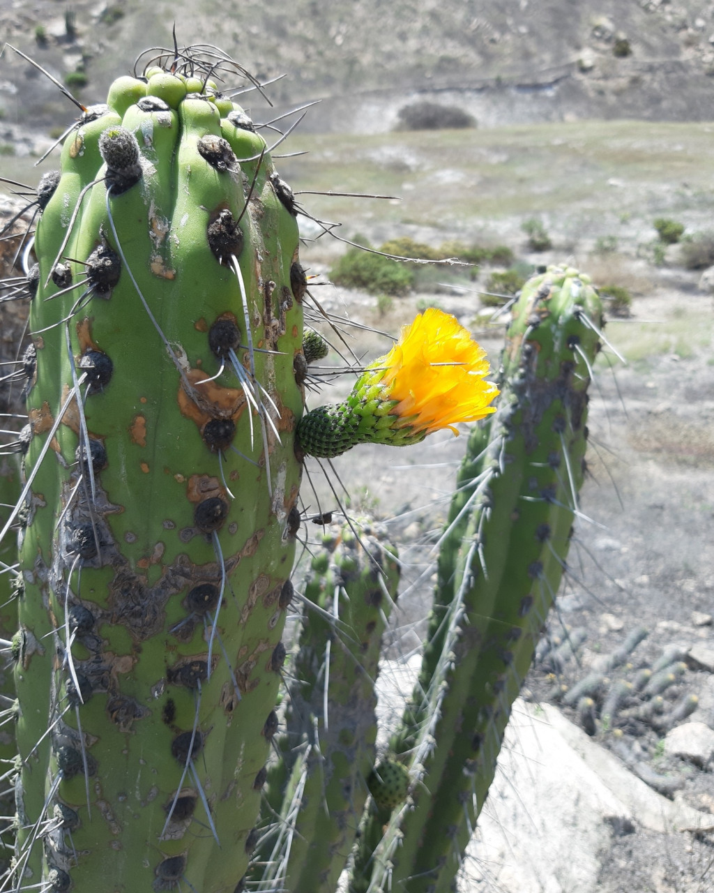 Corryocactus brachypetalus