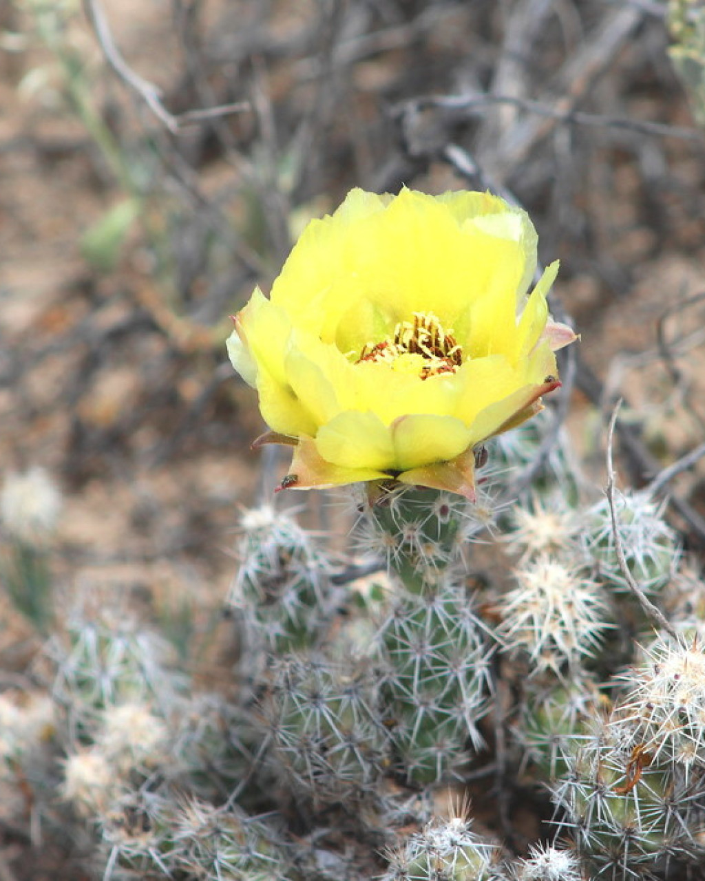 Corynopuntia bulbispina