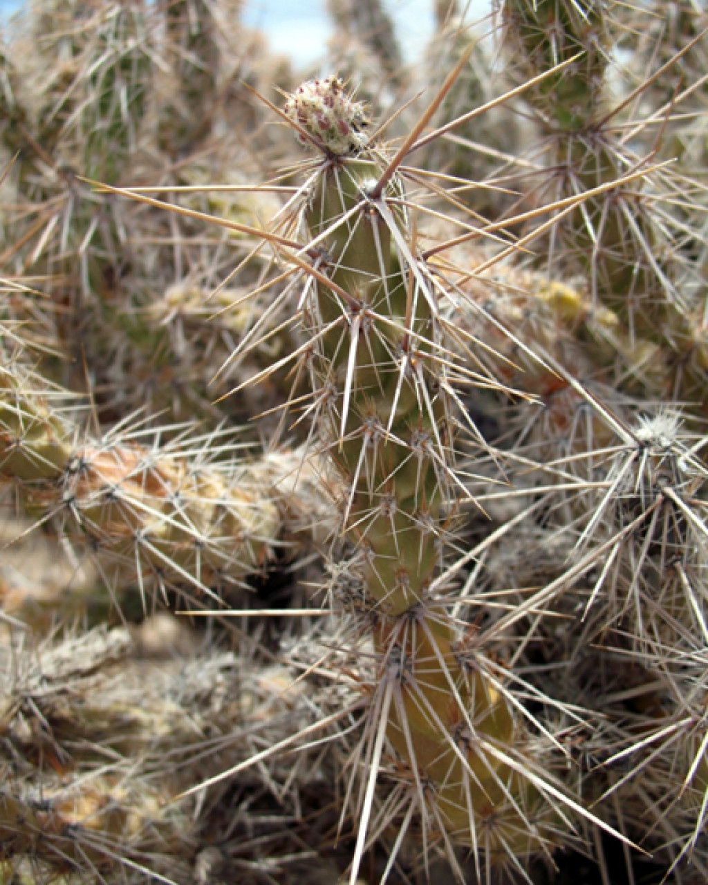 Corynopuntia guccinii