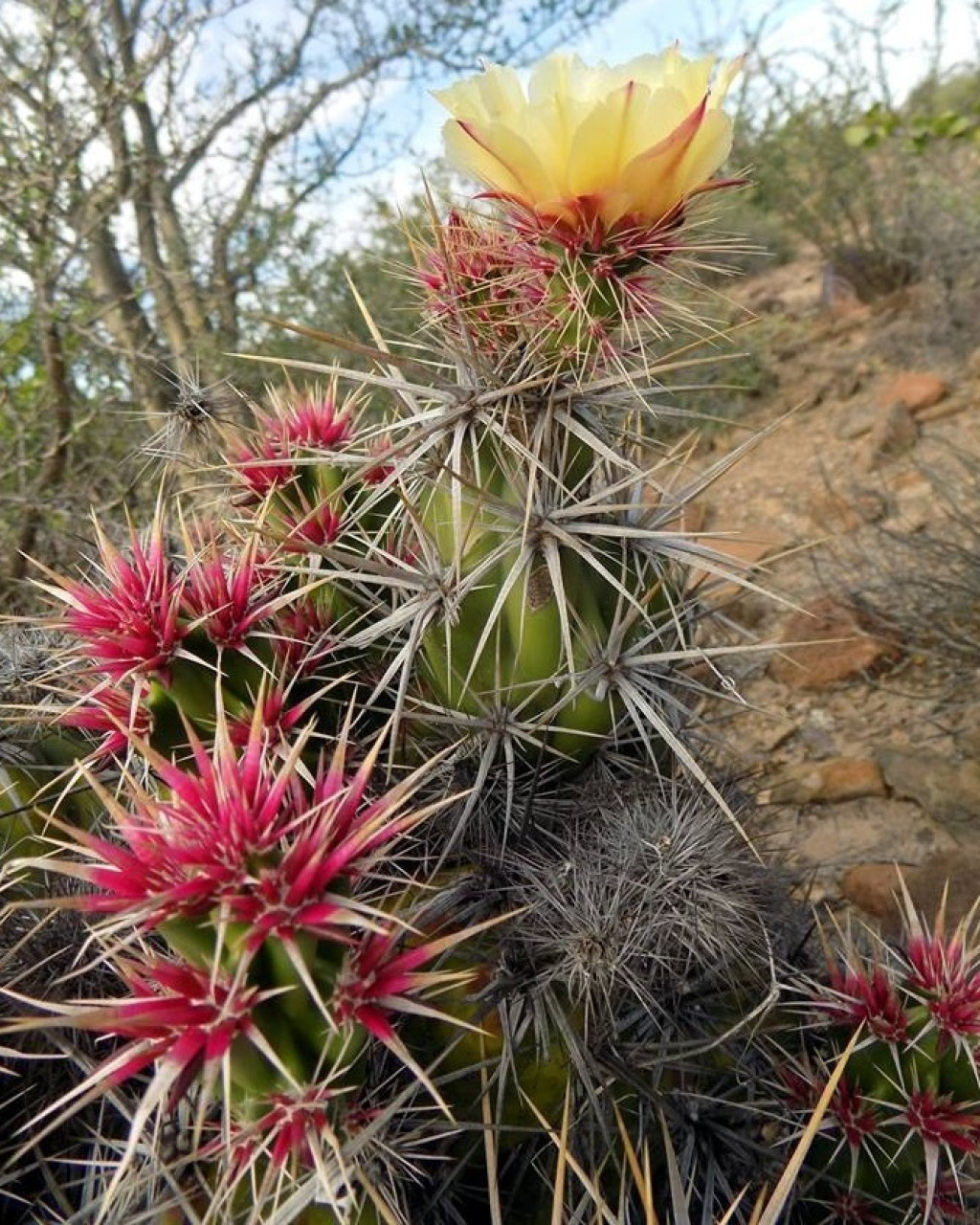 Corynopuntia invicta
