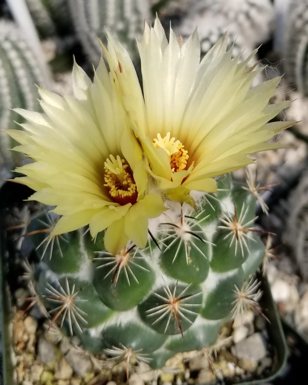 Coryphantha calipensis