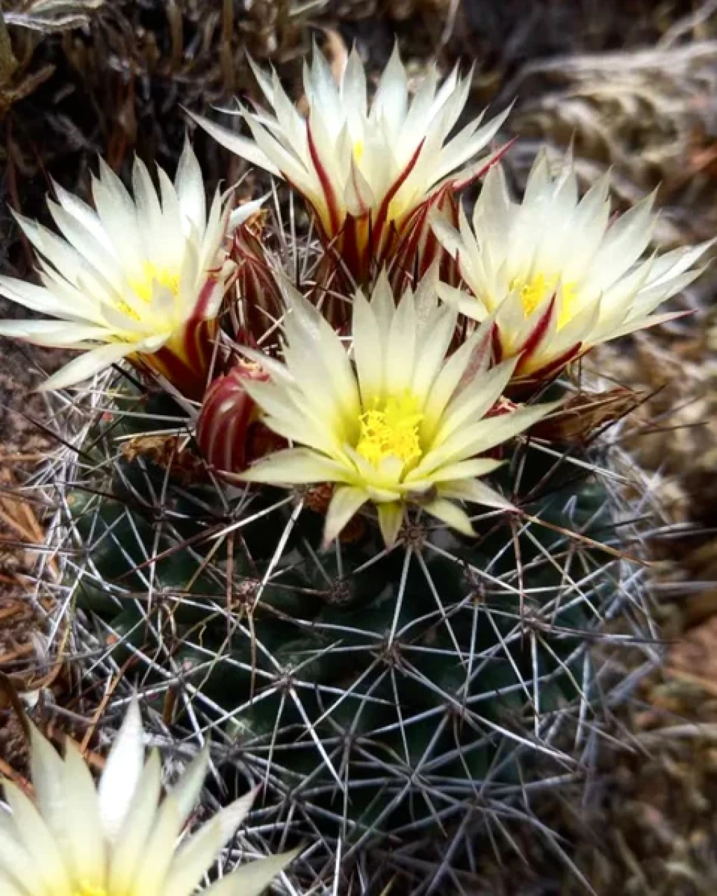 Coryphantha clavata