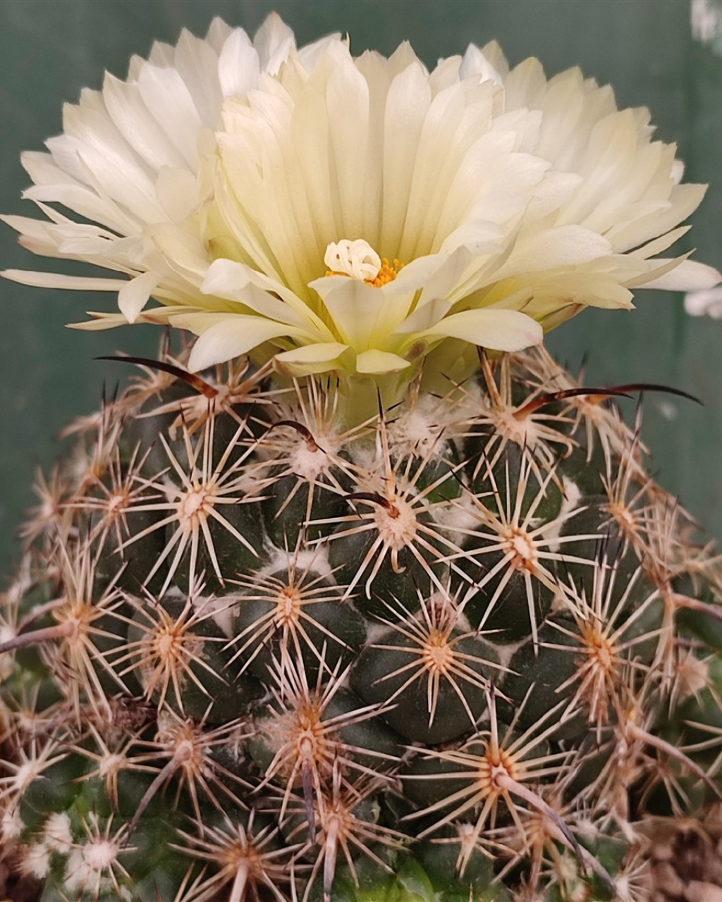 Coryphantha cornifera