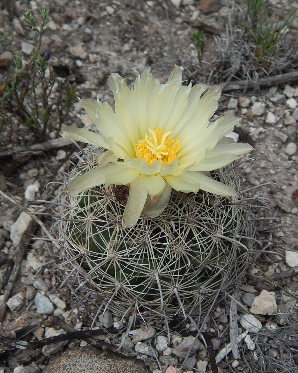 Coryphantha delicata