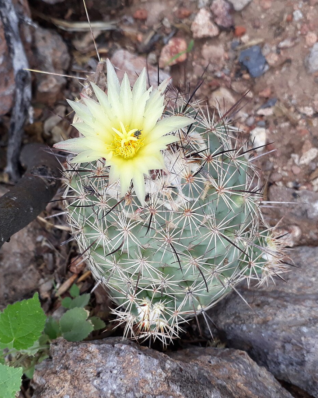 Coryphantha durangensis