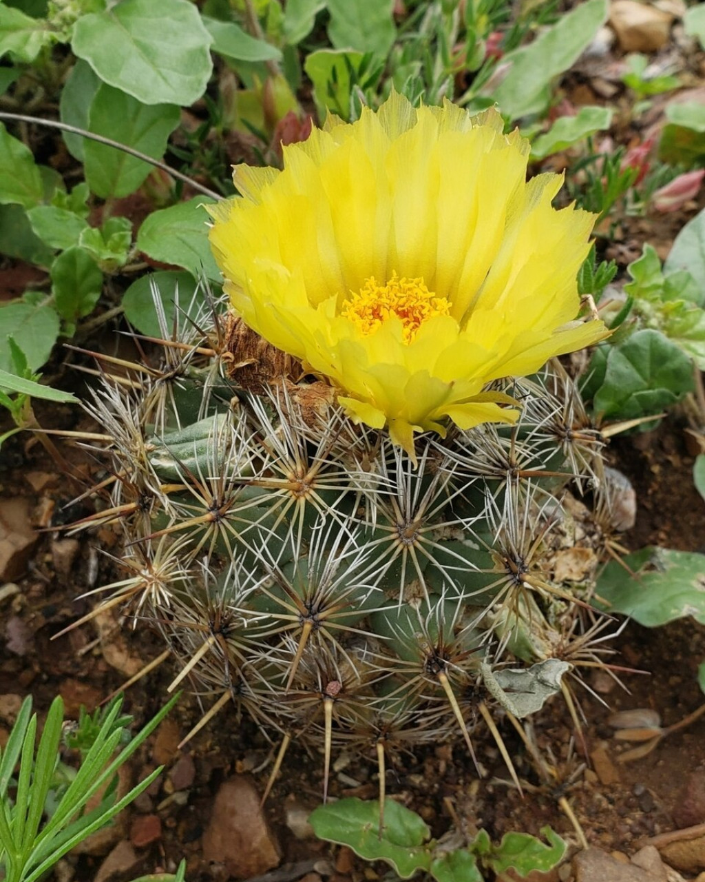 Coryphantha echinoidea
