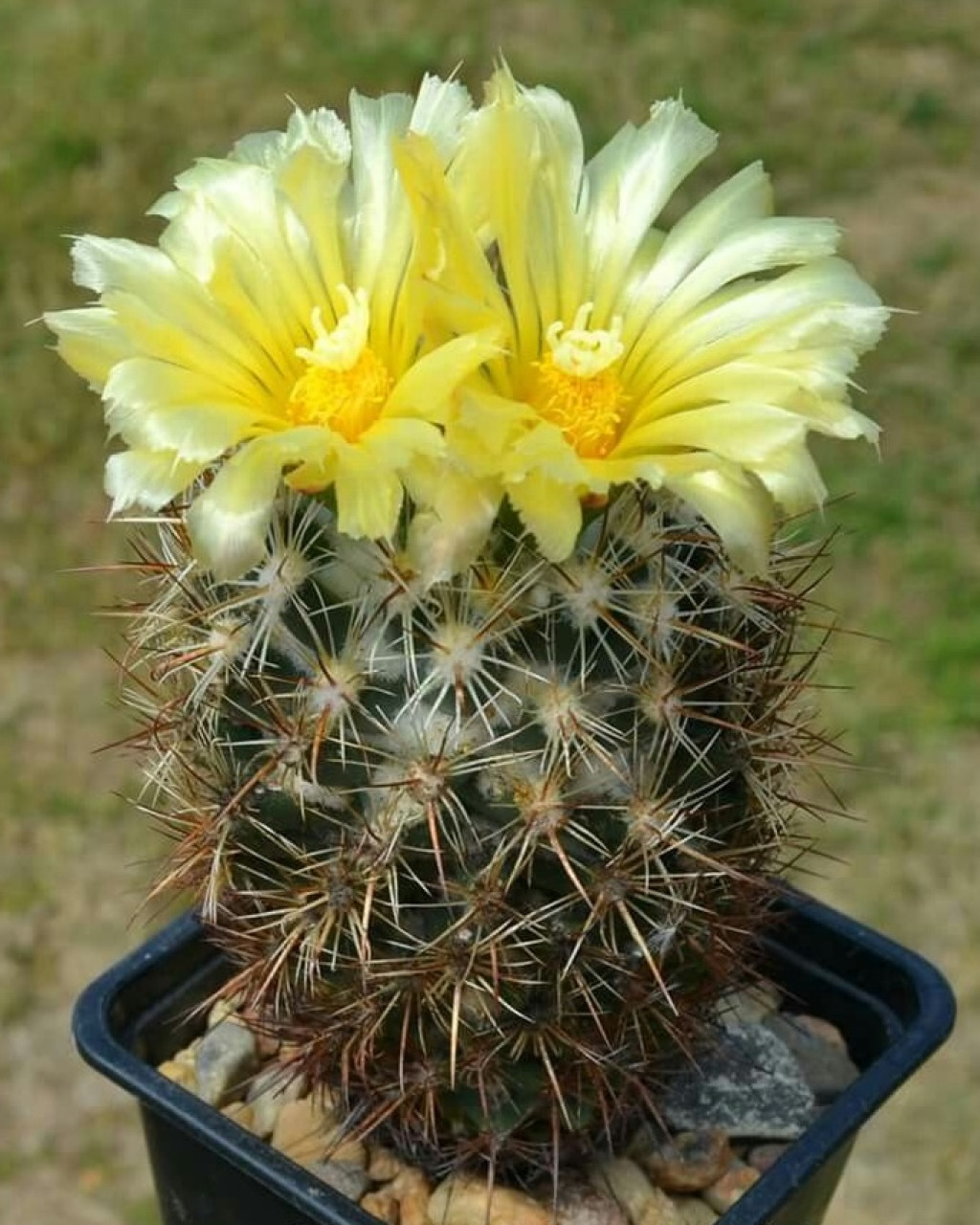 Coryphantha glanduligera