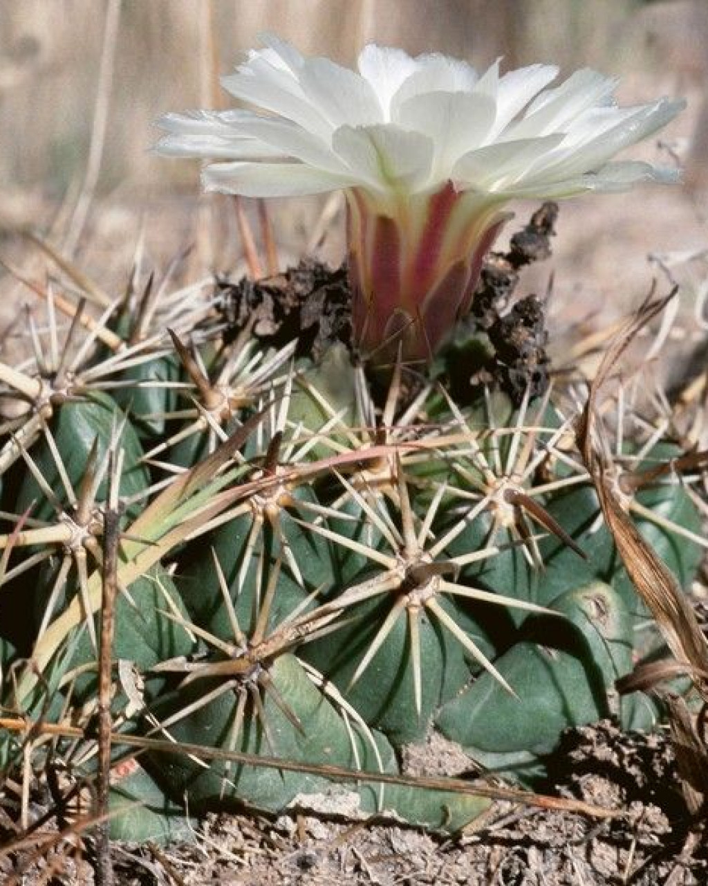 Coryphantha guerkeana
