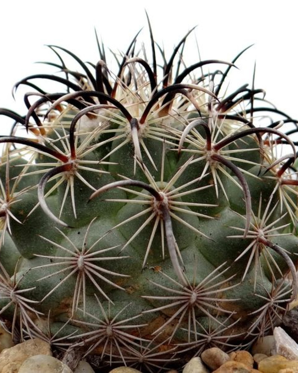 Coryphantha kracikii